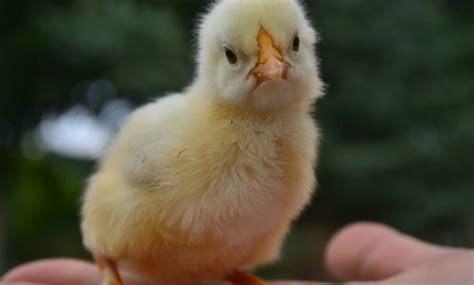 internetchicks|Breaking Barriers: How Internetchicks Empowers Women.